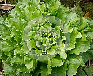 Fresh Lettuce