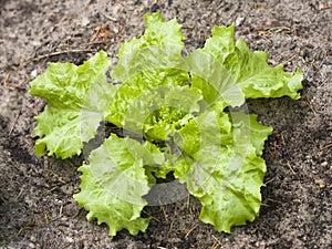 Fresh lettuce