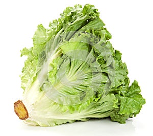 Fresh lettuce