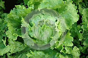 Fresh lettuce photo