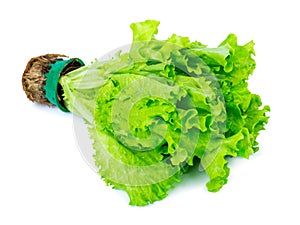 Fresh Lettuce