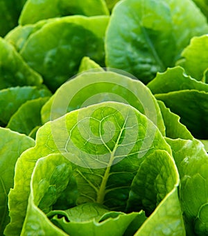 Fresh Lettuce