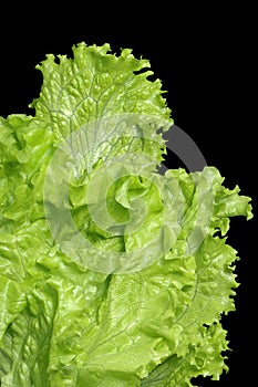 Fresh lettuce