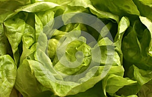 Fresh lettuce