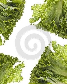 Fresh Lettuce Background