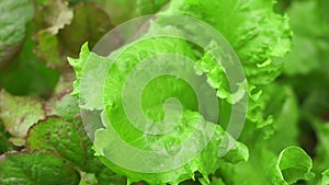 Fresh lettuce Batavia lettuce closeup