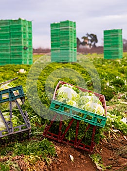 Fresh lettuce in boxes on plantation beds