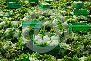Fresh lettuce in boxes on plantation beds