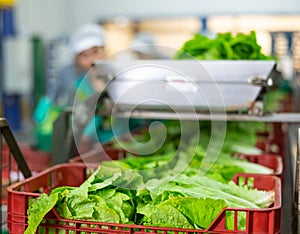 Fresh lettuce in boxes on the sorting line of vegetable processing factory