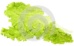 Fresh lettuce close up