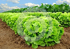Fresh lettuce on a field
