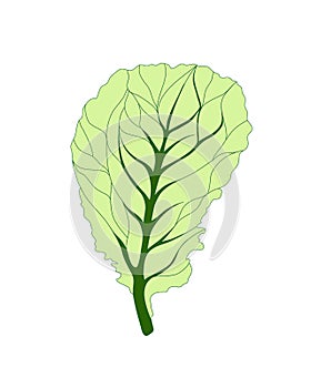 Fresh Lettuce Green salad. One leaf isolated on white background. Vector flat illustration. Tasty food or cooking