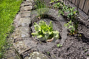 Fresh lettuce growing in a home garden, spring season, visible soil.