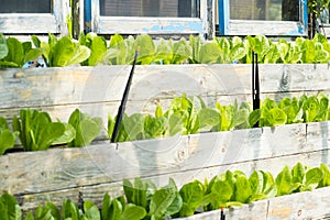 Fresh lettuce growing in wood wall