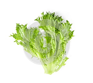 Fresh lettuce isolated on white background