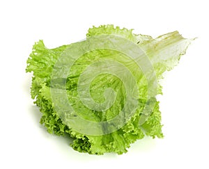 Fresh lettuce isolated on white background. Salad leaf