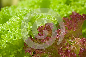 Fresh lettuce (Lactuca sativa var. crispa) photo