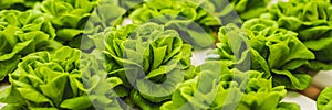 Fresh lettuce leaves, close up.,Butterhead Lettuce salad plant, hydroponic vegetable leaves. Organic food ,agriculture