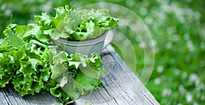 Fresh lettuce leaves, close up,  Organic food , agriculture and hydroponic conccept. BANNER