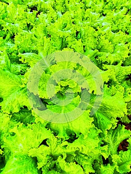 Fresh lettuce leaves contain vitamins