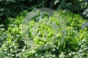 Fresh lettuce leaves grow in an organic garden outdoors. Organic background