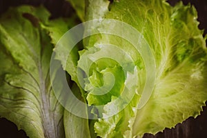 Fresh Lettuce leaveson Macro Batavia salad. Authentic still life with salad