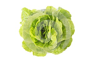 Fresh lettuce with lots of green leaves in natural settings on white background