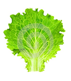 Fresh Lettuce / one leaf isolated on white photo
