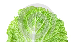 Fresh Lettuce / one leaf isolated on white background