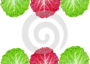 Fresh Lettuce / one leaf isolated on white background