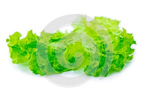 Fresh Lettuce / one leaf isolated on white background / close-up