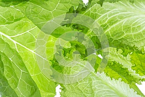 Fresh Lettuce one leaf isolated on white background. Close-up photo