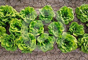 Fresh lettuce plant in agricultural field. Organic food concept. Top view of a green butterhead lettuce on the ground in the farm
