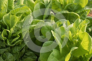 Fresh lettuce plant closeup