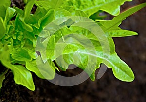 Fresh lettuce plant in a garden