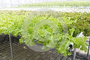 Fresh lettuce plant with Hydroponic system