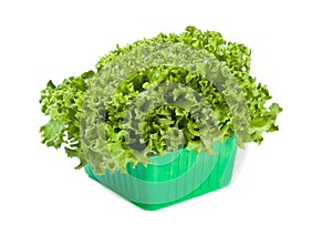 Fresh Lettuce salad in green box