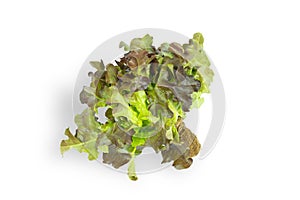 Fresh green lettuce salad leaves isolated on white background