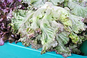 Fresh lettuce for sale in Rarotonga market Cook Islands