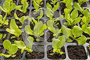 Fresh lettuce seedlings in the greenhouse