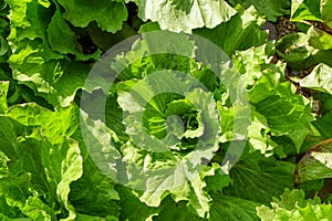 Fresh lettuce in vegetable garden