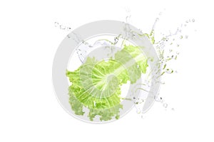 Fresh Lettuce with water splashing