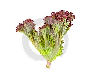 Fresh lettuce on white background