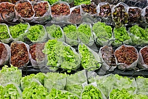 Fresh lettuces in supermarket