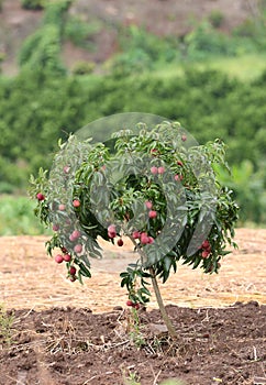 Fresh lichi on tree photo