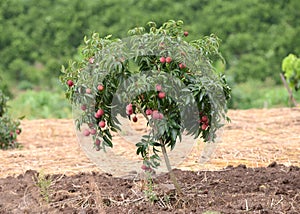 Fresh lichi on tree photo