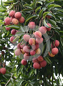 Fresh lichi on tree photo