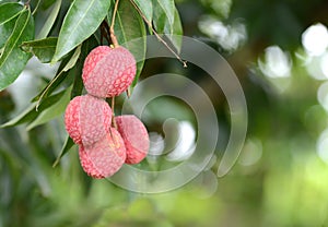 Fresh lichi on tree