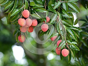 Fresh lichi on tree