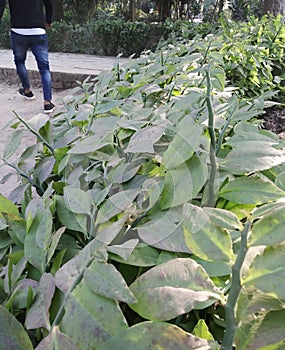 Fresh light green  leafs in a garden